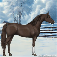 Horse Color:Liver Chestnut 