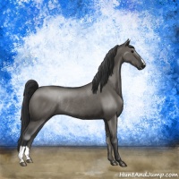 Horse Color:Grullo Rabicano 