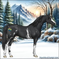 Horse Color:White Spotted Black 