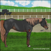 Horse Color:Liver Chestnut Rabicano 