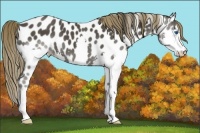 Horse Color:Smoky Black Splash Appaloosa 