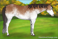 Horse Color:White Spotted Buckskin Splash 