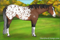 Horse Color:Bay Splash Appaloosa 