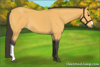 Horse Color:Buckskin 