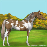 Horse Color:White Spotted Chocolate Palomino 