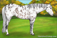 Horse Color:Brown Sabino Splash Near Leopard  and Gray Brown Sabino Splash Near Leopard 