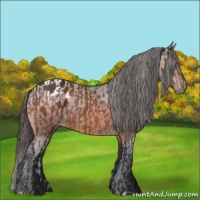 Horse Color:Bay Appaloosa  and Bay Appaloosa 