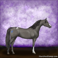Horse Color:Grullo Appaloosa 