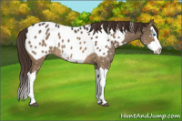 Horse Color:Buckskin Dun Splash Appaloosa Brindle 
