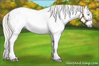 Horse Color:Gray Silver Amber Cream Champagne Roan Dun Splash Tobiano Frame Appaloosa Rabicano 