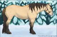 Horse Color:Buckskin Dun Splash 