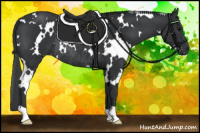 Horse Color:White Spotted Black Rabicano 