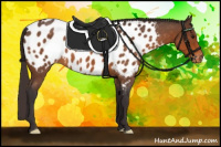 Horse Color:Buckskin Roan Appaloosa