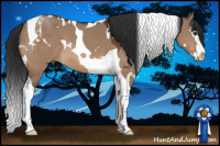 Horse Color:White Spotted Bay Dun Splash Tobiano 