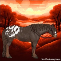Horse Color:Liver Chestnut Appaloosa