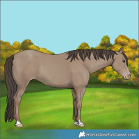 Horse Color:Classic Champagne 