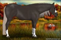 Horse Color:Gray Silver Black 