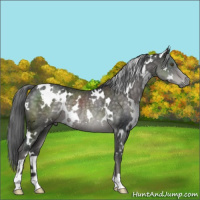 Horse Color:Platinum White Spotted Chocolate Palomino Rabicano 