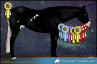 Horse Color:White Spotted Chocolate Brown Splash Appaloosa Rabicano 