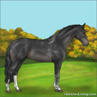 Horse Color:Black Tobiano 