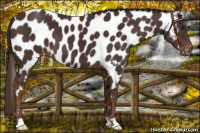 Horse Color:Liver Chestnut Appaloosa 