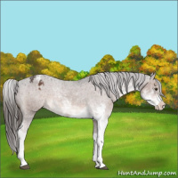 Horse Color:Liver Chestnut Sabino Appaloosa 