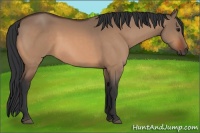 Horse Color:Bay Dun 