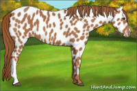 Horse Color:Chestnut Appaloosa
