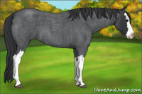 Horse Color:Blue Roan Splash 