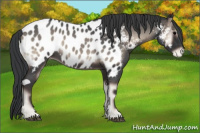 Horse Color:Blue Onyx Roan Appaloosa 