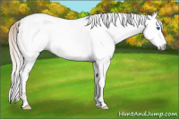 Horse Color:Gray Silver Amber Champagne Roan Splash Tobiano Frame Appaloosa Rabicano 