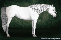 Horse Color:Gray Grullo 