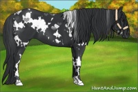 Horse Color:White Spotted Black Chinchilla 