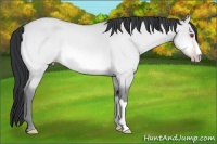 Horse Color:Amber Champagne Chinchilla Dun 