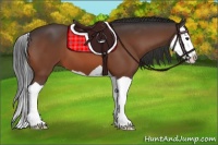 Horse Color:Bay Splash 