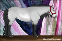 Horse Color:Bay Chinchilla 