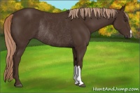 Horse Color:Liver Chestnut Rabicano 