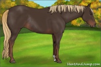 Horse Color:Liver Chestnut Rabicano 
