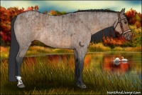 Horse Color:Brown Roan Dun  and Brown Roan Dun 