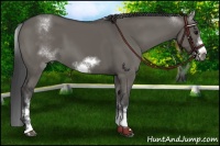 Horse Color:White Spotted Grullo Sabino Frame
