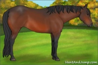 Horse Color:Brown 