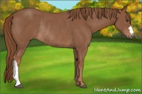 Horse Color:Chestnut Rabicano 