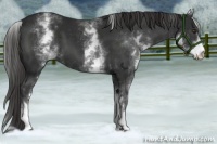 Horse Color:White Spotted Liver Chestnut 