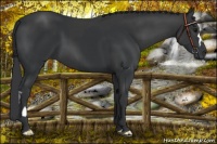 Horse Color:Black and Black