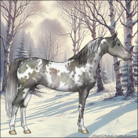 Horse Color:Platinum White Spotted Chocolate Palomino Rabicano 