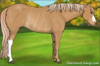 Horse Color:Palomino Rabicano