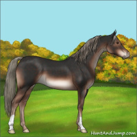 Horse Color:Liver Chestnut Mushroom 