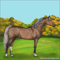 Horse Color:Silver Brown Dun Brindle 