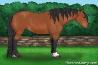 Horse Color:Bay Tobiano 