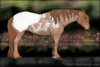 Horse Color:Red Roan Appaloosa 
